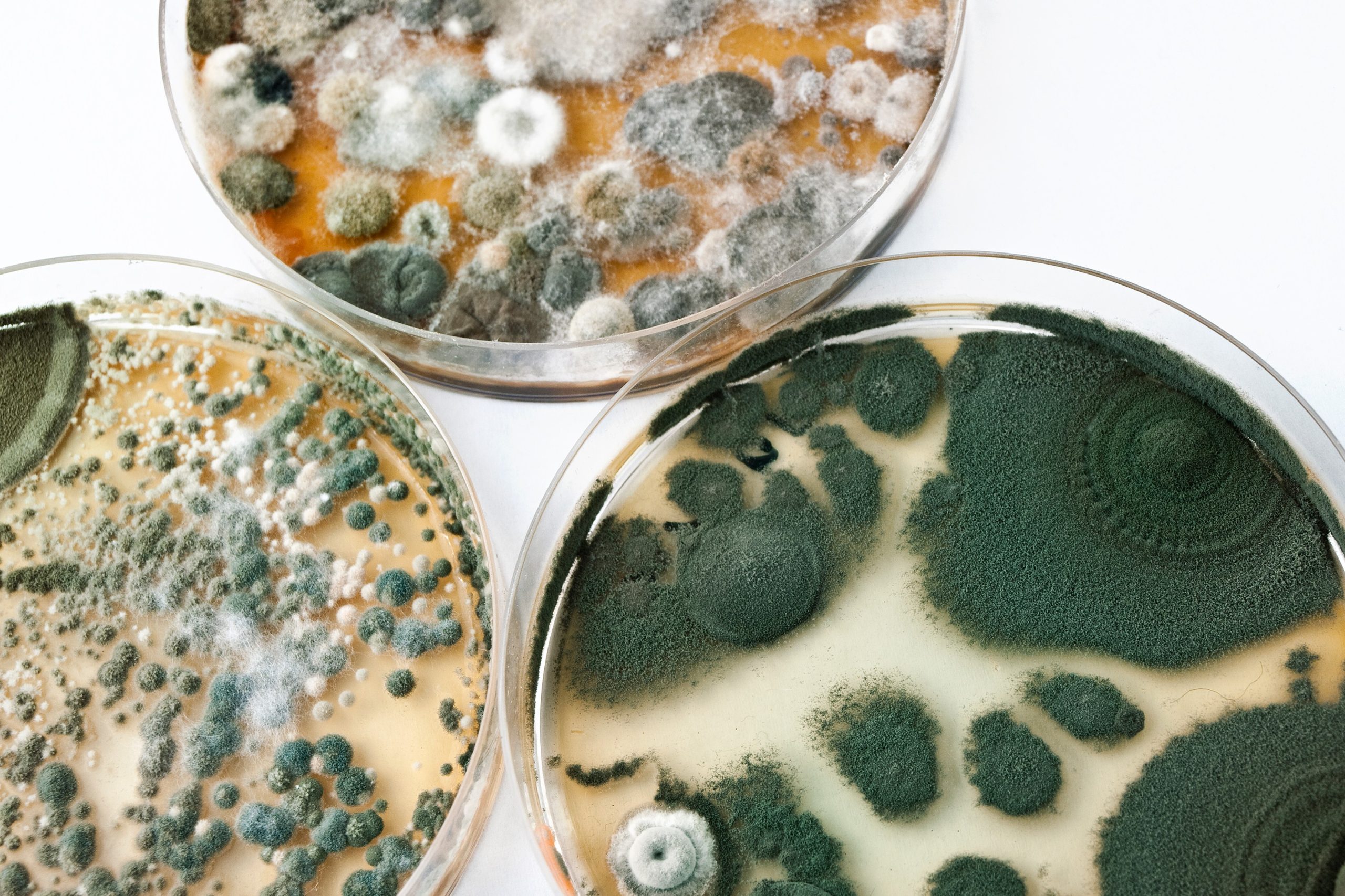 Mold Canva-Petri-dishes-on-white